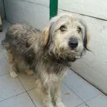 Zaginął pies, Łódź, 5 stycznia 2024