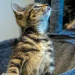 Kot do adopcji, Sopot, 4 stycznia 2024