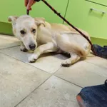 Nr: 10/2024 - Pies z Lubin Miasto