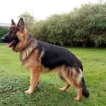 Zaginął pies, Jawiszowice, 6 stycznia 2024