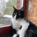 Zaginął kot, Łódź, 6 stycznia 2024