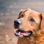 Wafel 8/2024 REZERWACJA