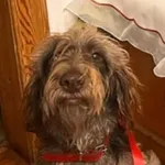 Zaginął pies, Bucze, 6 stycznia 2024