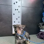 Przyjęty: 2024-01-05 Gmina: Morawica Płeć: Suka Opis: mieszaniec, szare