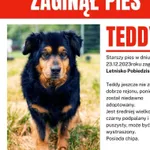 Zaginął Teddy