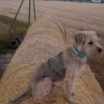 Zaginął pies, Roszki, 9 stycznia 2024