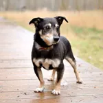 Znaleziono psa, Sosnowiec, 7 stycznia 2024