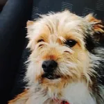 Zaginął pies, Biała Rawska, 11 stycznia 2024