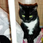 Kot do adopcji, Wałbrzych, 22 grudnia 2023