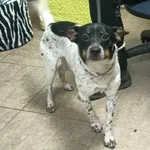 Znaleziono psa, Toruń, 7 stycznia 2024