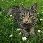 Zaginął kot, Będzin, 10 stycznia 2024