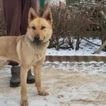 Znaleziono psa, Toruń, 7 stycznia 2024