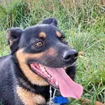 Radar (5742), Samiec