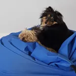 Zaginął pies, Bieniewiec, 10 stycznia 2024