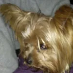 Znaleziono psa, Radom, 7 stycznia 2024