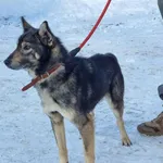 Pies do adopcji, Ropczyce, 10 stycznia 2024