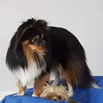 Zaginął pies, Kromszewice, 10 stycznia 2024