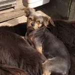 Zaginął pies, Łódź, 11 stycznia 2024