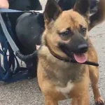 Frodo (5833), Samiec