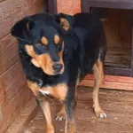 Gringo (5334), Samiec