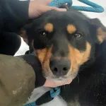 Precel (5683), Samiec