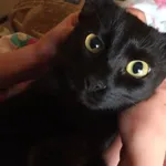 Zaginął kot, Zagórze, 12 stycznia 2024