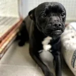 PIES Z INTERWENCJI 10.01.2024