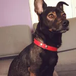 Zaginął pies, Sewerynówka, 12 stycznia 2024