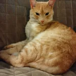 Zaginął kot, Warszawa, 13 stycznia 2024