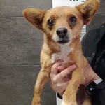 Przyjęty: 2024-01-11 Gmina: Jeleśnia Płeć: Suka Opis: mieszaniec, brązowo biały