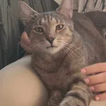 Zaginął kot, Łódź, 13 stycznia 2024