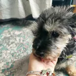 Zaginął pies, Łódź, 12 stycznia 2024