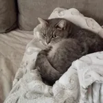 Zaginął kot, Łódź, 13 stycznia 2024