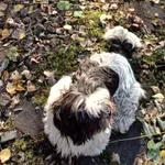 Zaginął pies, Katowice, 13 stycznia 2024