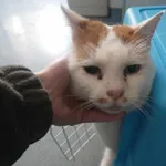 Znaleziono kota, Lublin, 7 stycznia 2024