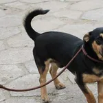 Zaginął piesek, mały czarny delikatnie podpalany kundelek, gładka sierść 