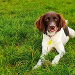 Zaginął PIES HENRY, RASA mały MUNSTERLAND, NAGRODA 1000zł ZA POMOC W ZNALEZIENIU! 