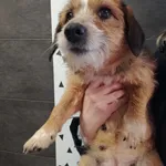 Przyjęty: 2024-01-14 Gmina: Chęciny Płeć: Suka Opis: mieszaniec, tricolor