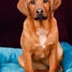 Pies do adopcji, Elbląg, 14 stycznia 2024