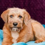 Pies do adopcji, Elbląg, 14 stycznia 2024