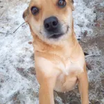 Pies do adopcji, Przyborówko, 14 stycznia 2024