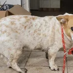 Znaleziono psa, Toruń, 14 stycznia 2024