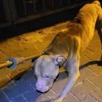 Znaleziono psa, Toruń, 14 stycznia 2024