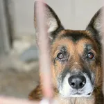 Znaleziono psa, Wałbrzych, 14 stycznia 2024