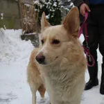 Znaleziono psa, Łódź, 14 stycznia 2024