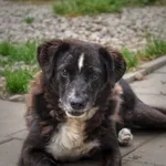 Wania - poczciwa, kochana psinka!