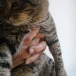 Zaginął kot, Miłoszyce, 17 stycznia 2024