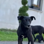 Imię: Dino Czip: 616093902338871 Płeć: samiec Wiek: styczeń 2018 Wielkość: średni Kastracja/sterylizacja: tak Inne Psy: Akceptuje towarzystwo suczek i psów. Dzieci: W wieku szkolnym Charakter: Do nowo