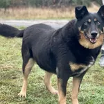 Imię: Burito Czip: 616093900754400 Płeć: samiec Wiek: styczeń 2015 Wielkość: duży Kastracja/sterylizacja: tak Inne Psy: Akceptuje towarzystwo suczek i psów. Dzieci: W wieku szkolnym Charakter: Towarzy