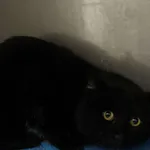 Znaleziono kota, Gdańsk, 19 stycznia 2024